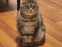 Dişi Scottish Fold (Ücretsiz Sahiplendirme)