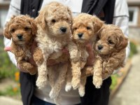 Sağlıklı Maltipoo Yavruları