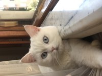 British shorthair 1 yaşında dişi