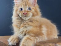 Gerçek Xxl Maine Coon Muhteşem Kırmızı Erkek