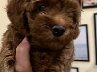 KALİTELİ POODLE YAVRULAR EV ORTAMINDA