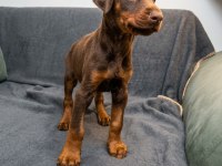 Kızıl erkek doberman yavru