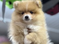 Uygun pomeranian arayanlara