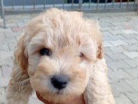 Arthur ve Sakız'ın Yavruları Maltipoo