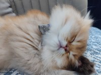 22 Şubat doğumlu erkek golden british longhair