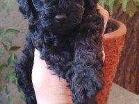 Toy Poodle Yavrularımız Ömürlük Aileleri Bekliyor
