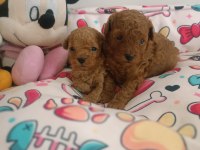 Toy Poodle Köpeğimiz Ankara Batıkent