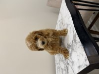 Maltipoo yavrularımız ailesini bekliyor