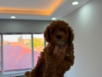 Poodle fotoğraftan çıktığım gün ailen olacağım diyor