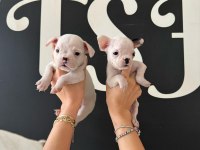 FRANCE BULLDOG BEBEKLER