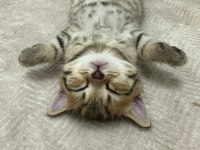 British shorthair bebeğim sahiplendirilecektir