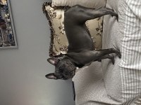 Blue Dişi French Bulldog