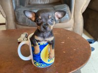 1.250 gr olacak pinscher