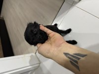 Bır Yaşında Pomeranian Boo Dişi Damızlık