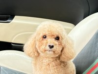 4 Yaş Toy Poodle