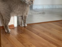 1 Yaşında British Shorthair