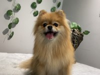 Kusursuz Güzellikte Yetişkin Dişi Pomeranian Boo