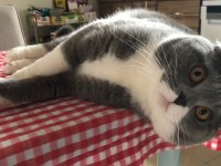 Erkek Scottish fold kısır