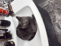 9 Aylık Oyuncu British Shorthair Erkek Gri