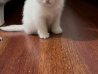 Beyaz british shorthair detaylar verilebilir