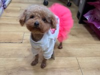 2 YAŞINDA TEDDY DİŞİ POODLE