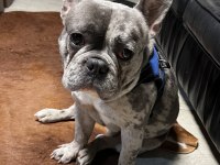 FRENCH BULLDOG 2 YAŞINDA ERKEK