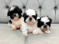0 Numara Teacup Morkie Tuvalet Eğitimli Miniklerim