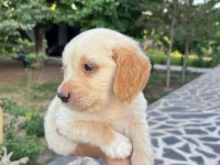 Bebek yüzlü golden retriever yavrular