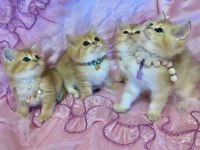 British shorthair yavru kediler