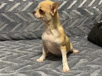 4 aylık erkek şecereli anne babadan chihuahua