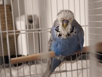 3 aylık dişi show jumbo muhabbet kuşu