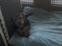 Safkan yakışıklı köpeğimiz