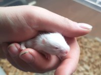 SEVİMLİ ufak hamster yavrular