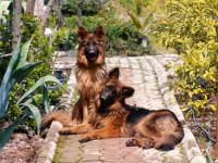K9 Alman Kurdu Saf Kan