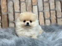 Küçük pomeranian yavrularımıza yuva
