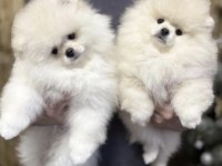 Pomeranian Boo Yavruları