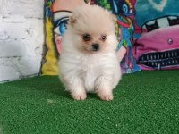 Pomeranian yavrularımız