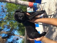 Çikolata, siyah ve şampanya labrador yavrular