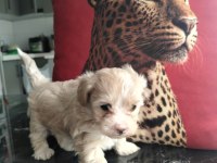 Ankranın en özel mini maltipoo yavruları