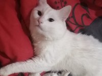 1 yaşında kısır ankara kedisi erkek