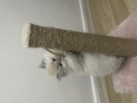 Son british longhair yavrum yeni ailesi için hazır