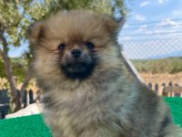 Pomeranian boo bebeklerimiz
