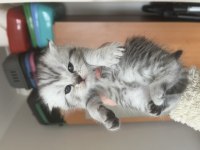 Sevimli scottish fold kulaklar