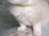 Safkan Ragdoll Bebek Kediler