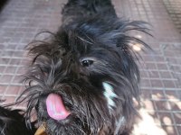 Ücretsiz sahiplendirme köpekler