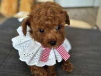 Toy poodle kore ve kore kan yavrular