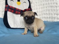 Yavru dişi erkek pug mops