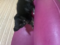 CHİHUAHUA KÖPEĞİ