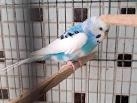 Muhabbet Kuşu Kaliteli Yavrular Ve Damızlıklar