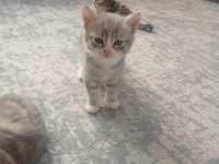 Scottish fold kedisi